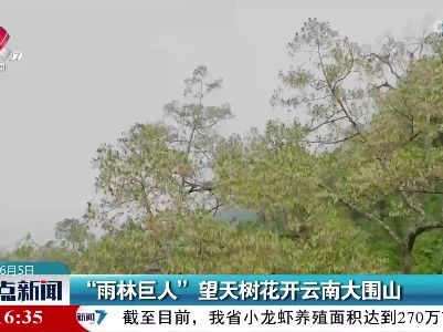 “雨林巨人”望天树花开云南大围山