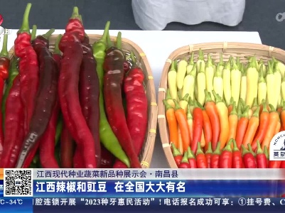 【江西现代种业蔬菜新品种展示会】南昌县：江西辣椒和豇豆 在全国大大有名
