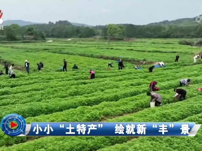 社会传真20230608 小小“土特产” 绘就新“丰”景