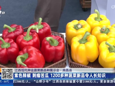 【江西现代种业蔬菜新品种展示会】南昌县：紫色辣椒 刺瘤苦瓜 1200多种蔬菜新品令人长知识