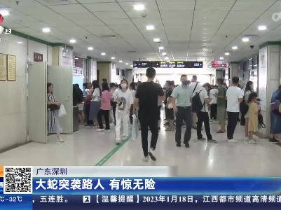 广东深圳：大蛇突袭路人 有惊无险