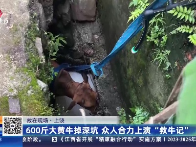 【救在现场】上饶：600斤大黄牛掉深坑 众人合力上演“救牛记”