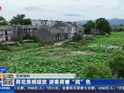 宜春樟树：荷花竞相绽放 游客荷塘“阅”色