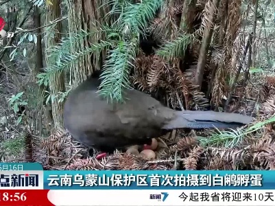 云南乌蒙山保护区首次拍摄到白鹇孵蛋