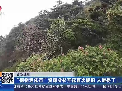 吉安遂川：“植物活化石”资源冷杉开花首次被拍 太难得了！