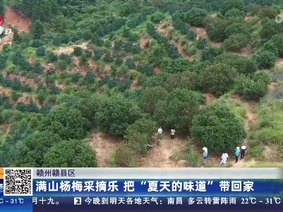 赣州赣县区：满山杨梅采摘乐 把“夏天的味道”带回家