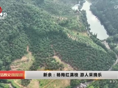 新余：杨梅红满枝 游人采摘乐