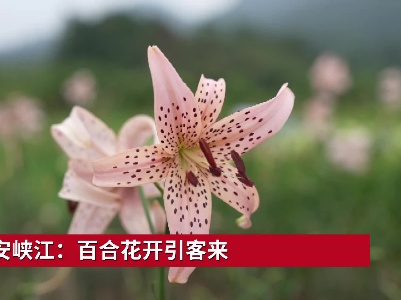 吉安峡江：百合花开引客来