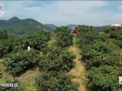 新闻晚高峰20230612