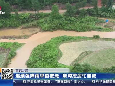 吉安万安：连续强降雨早稻被淹 清沟挖泥忙自救