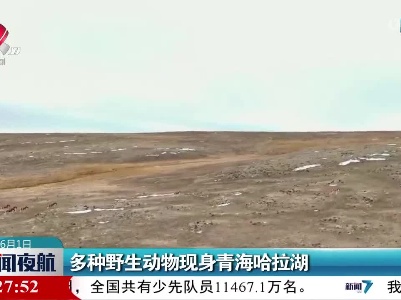 多种野生动物现身青海哈拉湖