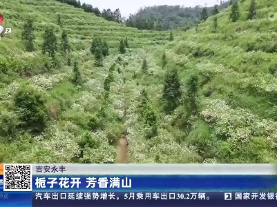 吉安永丰：栀子花开 芳香满山