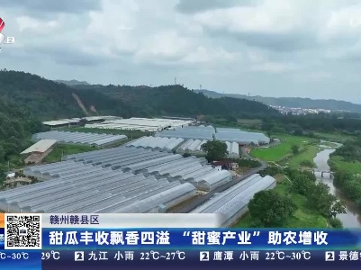 赣州赣县区：甜瓜丰收飘香四溢“甜蜜产业”助农增收