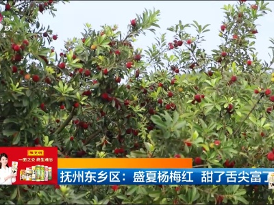 抚州东乡区：盛夏杨梅红 甜了舌尖富了农