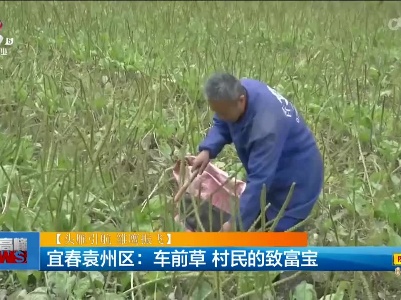 【头雁引航 雏鹰振飞】宜春袁州区：车前草 村民的致富宝