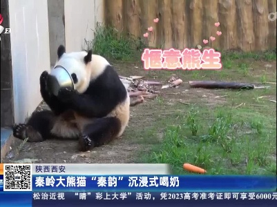 陕西西安：秦岭大熊猫“秦韵”沉浸式喝奶