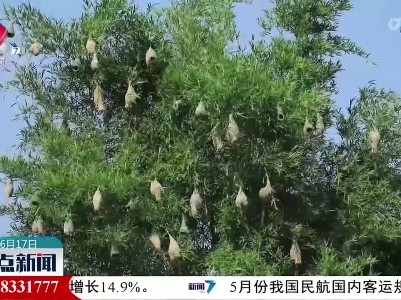 云南孟连黄胸织布鸟数量属历年最多