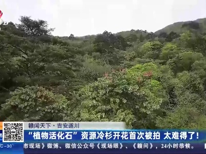 【赣闻天下】吉安遂川：“植物活化石”资源冷杉开花首次被拍 太难得了！