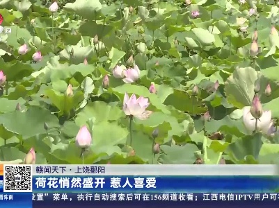 【赣闻天下】上饶鄱阳：荷花悄然盛开 惹人喜爱