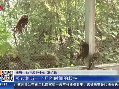 九江共青城：4只小猫头鹰进农家厨房觅食 是何原因？