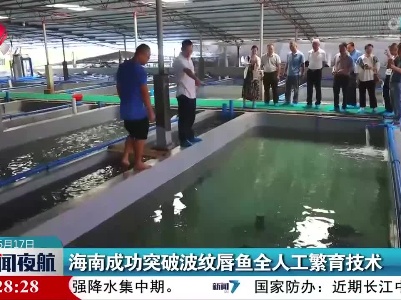 海南成功突破波纹唇鱼全人工繁育技术