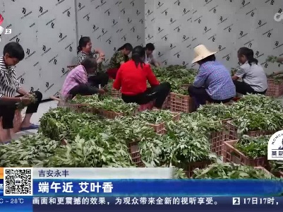 吉安永丰：端午近 艾叶香