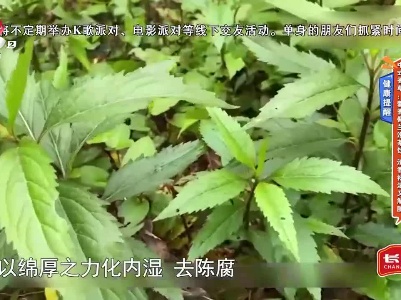 健康提醒——中式香草：藿香佩兰泡茶饮 清香祛湿又解腻