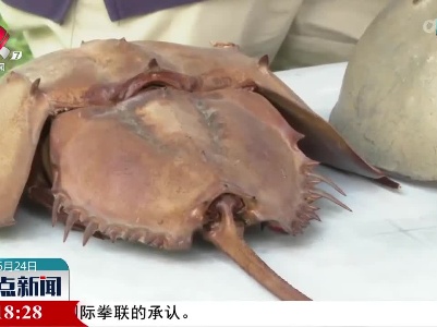 香港海洋公园保育基金举办马蹄蟹野放活动