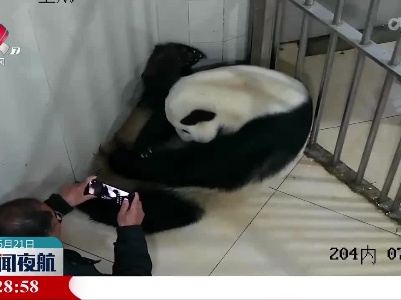 2023年熊猫中心首只熊猫宝宝在神树坪基地出生