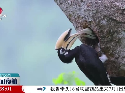起飞！云南盈江两只小犀鸟出巢