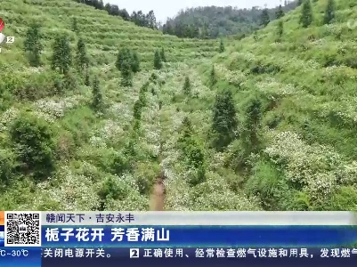【赣闻天下】吉安永丰：栀子花开 芳香满山
