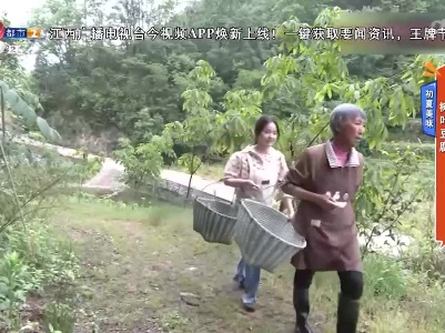 初夏美味——树叶豆腐