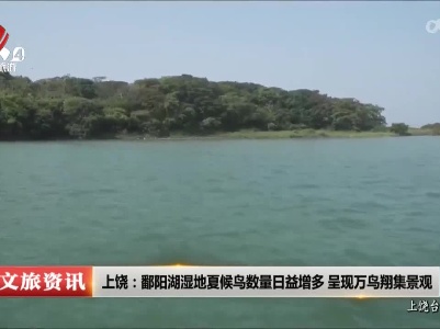 上饶：鄱阳湖湿地夏候鸟数量日益增多 呈现万鸟翔集景观