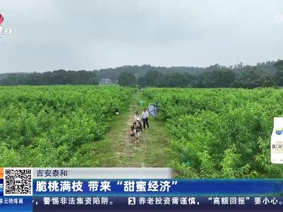 吉安泰和：脆桃满枝 带来“甜蜜经济”