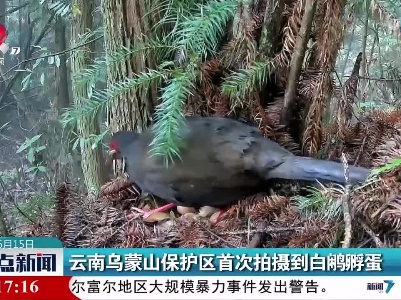 云南乌蒙山保护区首次拍摄到白鹇孵蛋