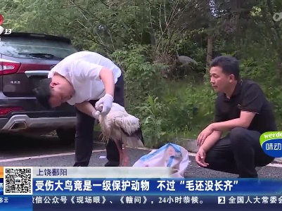 上饶鄱阳：受伤大鸟竟是一级保护动物 不过“毛还没长齐”