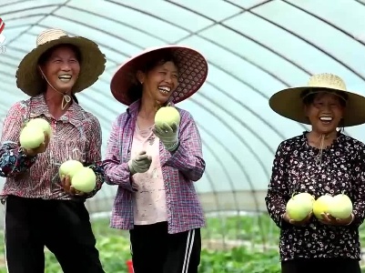 【我们的节日·端午】丰收的日子：瓜田喜事多