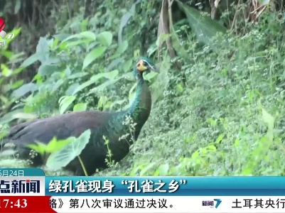 绿孔雀现身“孔雀之乡”