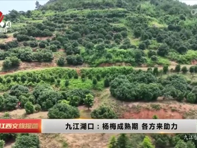 九江湖口：杨梅成熟期 各方来助力