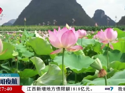 云南普者黑现“十字型”野生荷花大洒锦