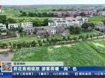 宜春樟树：荷花竞相绽放 游客荷塘“阅”色