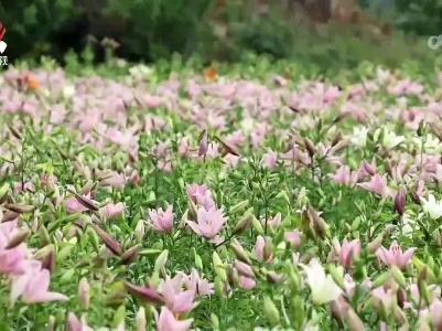 仲夏花开 赣鄱美如画