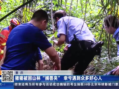 重庆：猪獾被困山林“捕兽夹” 幸亏遇到众多好心人