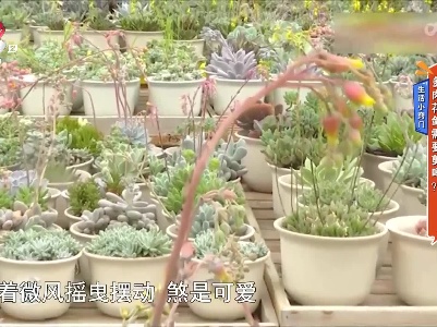 生活小窍门——多肉花剑需要剪吗？