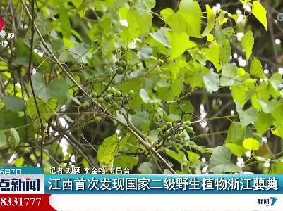 江西首次发现国家二级野生植物浙江蘡薁