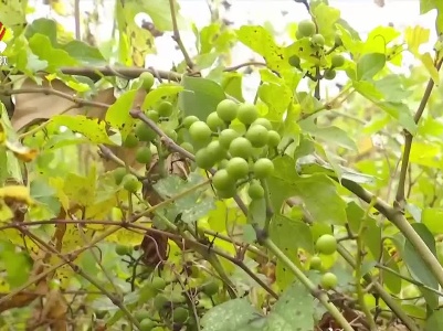 我省发现国家二级野生重点保护植物浙江蘡薁
