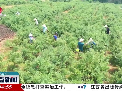 仲夏时节 各地瓜果蔬菜迎来丰收