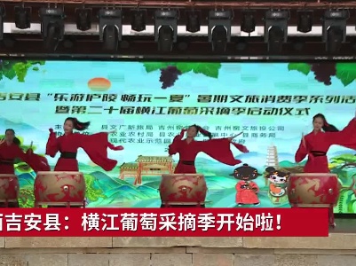 江西吉安县：横江葡萄采摘季开始啦！