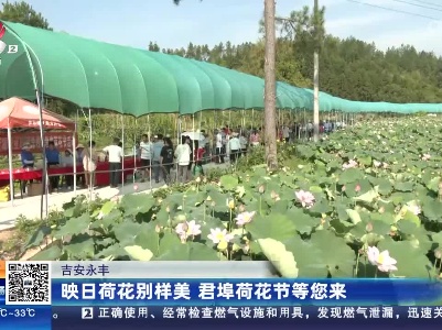 吉安永丰：映日荷花别样美 君埠荷花节等您来
