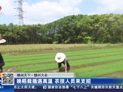 【赣闻天下】赣州大余：晚稻栽插遇高温 农技人员来支招